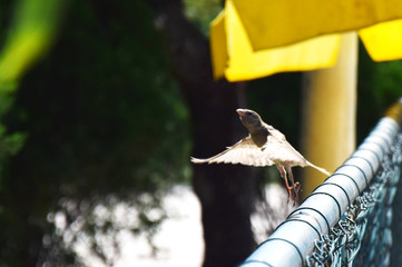 Flying bird