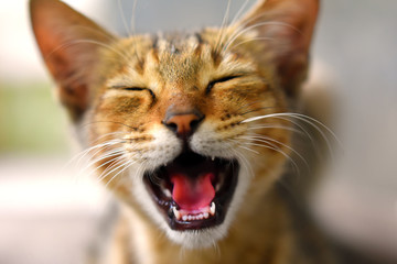 funny laughing cat