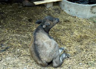 Naklejka premium Thai baby buffalo animal sitting on the grounds