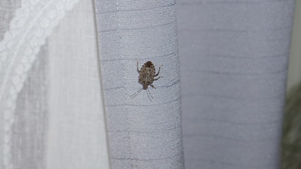 Brown stink bug 2