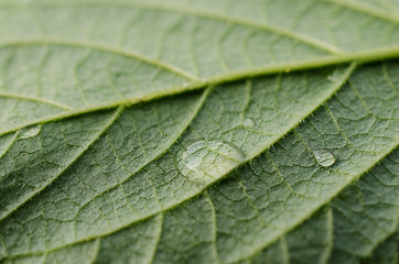 water drop on green leaf macro backgrounds textures