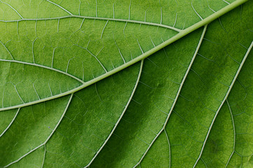 abstract backgrounds with macro green leaf textures