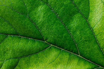 Fototapeta na wymiar green leaf macro backgrounds textures