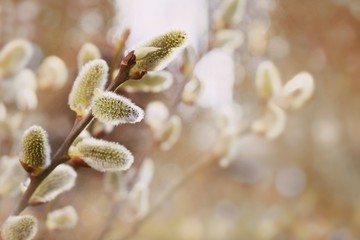 Fresh spring catkin branches 