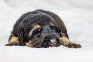 Süßer Deutscher Schäferhund Welpe, Tierportrait