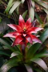 Bromelia Bromeliad Flower Plant Blooming