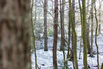 tree in the forest in winter with snow