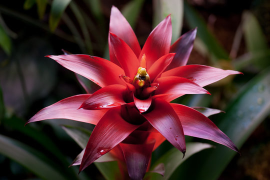 Bromelia Images – Browse 4,648 Stock Photos, Vectors, and Video | Adobe  Stock