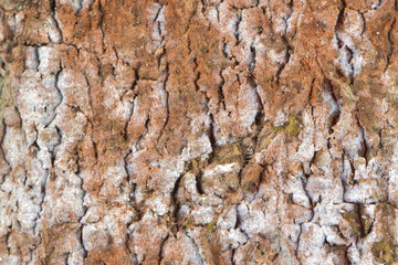 tree bark texture