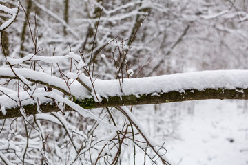 Grenar med nyfallen snö