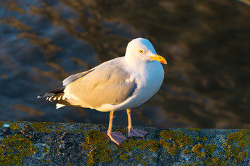 Fototapeta premium seagull on the beach