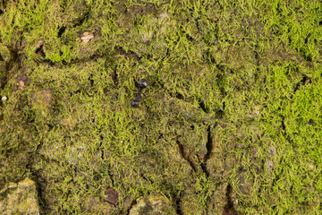 green moss on tree