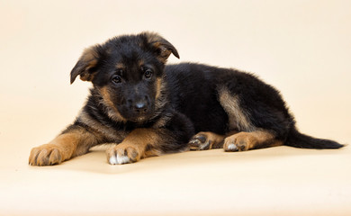 cute shepherd puppy looks