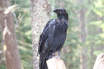 Raven