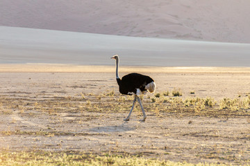 Ostrich feeding and drinking in Etosha National Park, Namibia