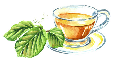 Medicinal plant Hamamelis tea. Watercolor hand drawn illustration isolated on white background