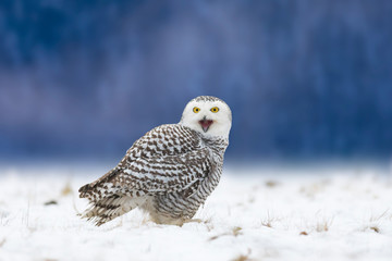snowy owl, bubo scandiacus