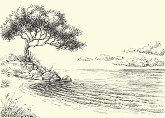Olive tree on sea shore vector drawing