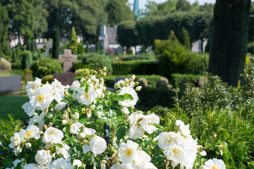 Blick über den Friedhof