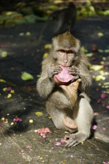 singe dégustant une betterave