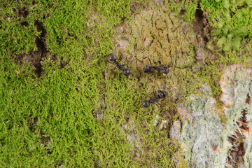 green moss on a tree bark