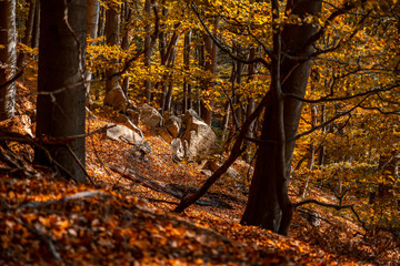 forest in autumn