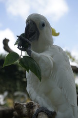 Magnifique oiseau