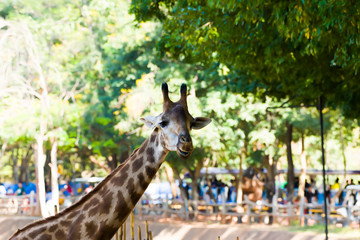 Close-up of a giraffe in zoo.