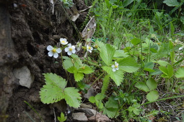 white flowers in the garden