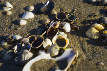 Barnacles lie on the sandy beach