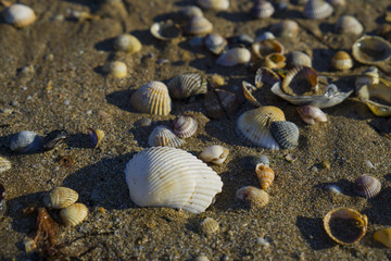 Barnacles lie on the sandy beach