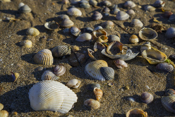 Barnacles lie on the sandy beach