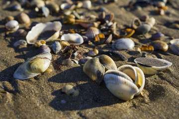 Fototapeta na wymiar Barnacles lie on the sandy beach