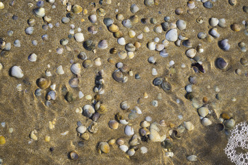 Barnacles lie on the sandy beach