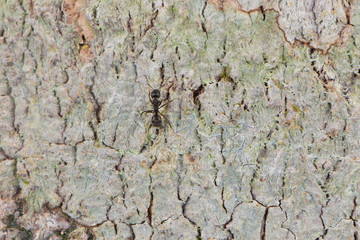 ant on bark of a tree