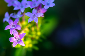 tiny Flowers