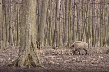 wild pig in the forest
