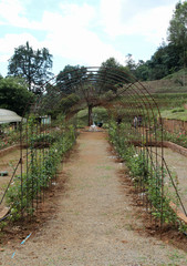 Empty arch of the rose in the Royal Rose Garden, Chiangmai, Thailand.