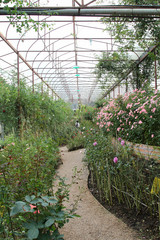 The Garden walkway in the Royal Rose Garden, Chiangmai, Thailand.