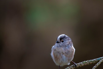 Obraz premium long-tailed tit, Aegithalos caudatus, perched on pine tree branch in scotland during winter with expressions with background.