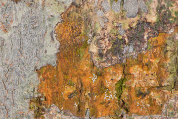 lichen on bark