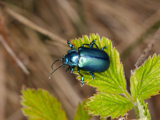 Oreina cacaliae, Coleoptera (Chrysomelidae) Beetle