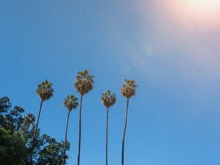 Fototapeta premium Palm trees against blue sky and sunlight