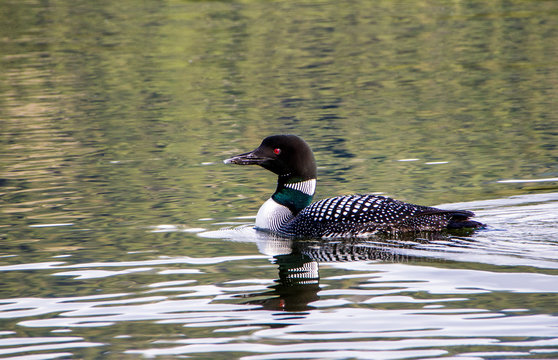 Common loon on the water with reflection of movement of water behind her, loon, lake, water, reflection, wildlife, 