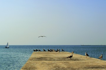 Fototapeta premium пирс с чайками