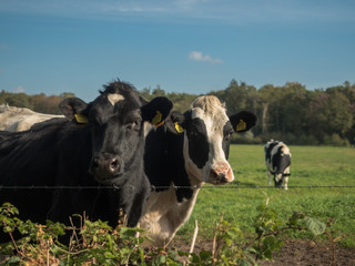 Cow's life in The Netherlands