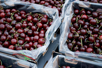 red, fresh, ripe, and sweet cherries, contained in boxes, at the local fruit market, Milan, Italy