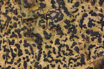 leopard skin texture
