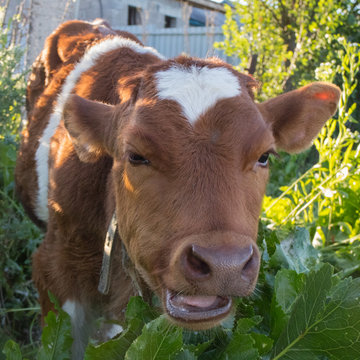 Young funny calf with white spots 