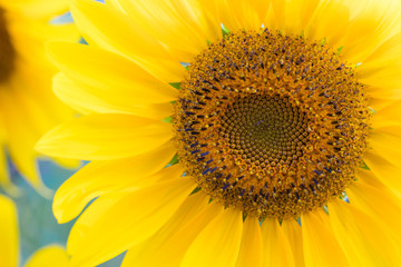 Naklejka premium Sonnenblume_Blüte_Nahaufnahme_Helianthus